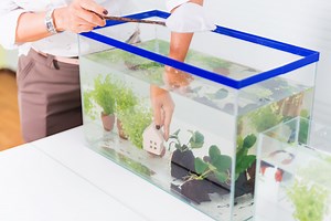 Caring for Your Aquarium 101