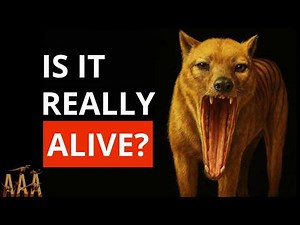 Scientists STUNNED by 2025 Tasmanian Tiger Evidence!
