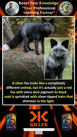 Silver Fox @BoostYourKnowledgePro