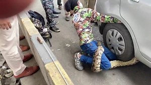 Mumbai: A 10-feet-long Indian rock python was caught under the wheels of a car at Eastern Express highway and was subsequently freed by rescue workers. Take a look at the gigantic reptile: | TOI Plus