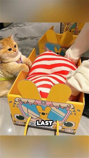 He Built A Custom Mini Train For His Cats! 😱🚂