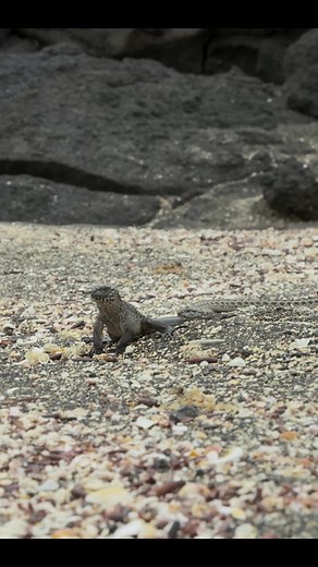 Brace yourself for an epic showdown on the beach! 🦎🏖️ Watch as this brave iguana makes a daring run for its life while being chased by a pack of relentless snakes. 🌊🐍 Will it manage to escape their grasp, or will the snakes be too fast? 🏃‍♂️💨 This heart-pounding chase will keep you on the edge of your seat! Find out who wins the race in the end! 🎥 #IguanaVsSnakes #WildlifeDrama #NatureAtItsBest #EpicChase #AnimalSurvival #BeachLife #WildlifeVideo #NatureLover #IncredibleNature #PredatorVs