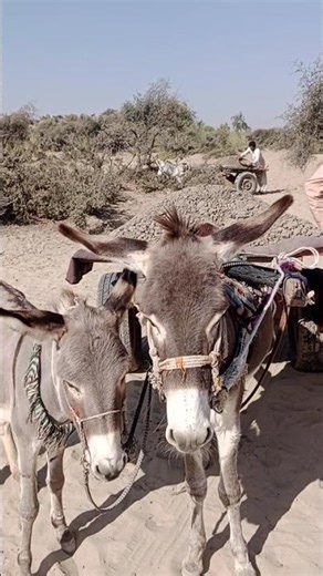 Desert donkeys are pulling a cart full of soil on their way home 🐴