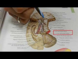 DIENCÉFALO. Parte 2: Tálamo e Epitálamo