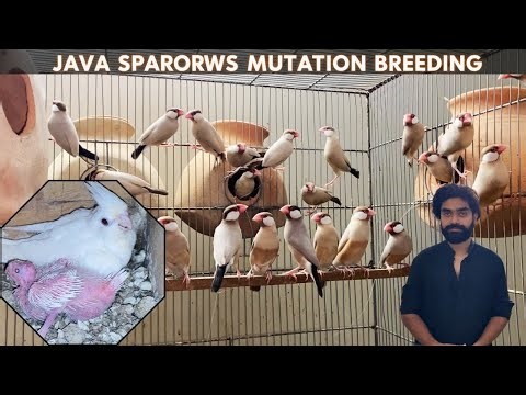 Java Sparrows Mutation Breeding | Eno White Cockatiel on Nest | Nexus Birds