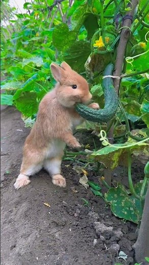 cute cartoons for kids peter rabbit full episode School Full Movie | Kids Animation #rabbit #kids