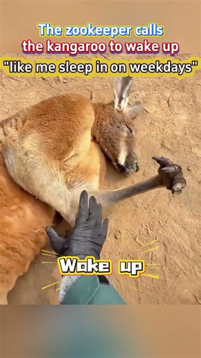 【The zookeeper calls the kangaroo to wake up. Is it like you who sleep in ‌on weekdays‌?】