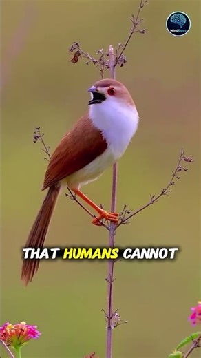 Animals That See Earth’s Magnetic Field 🧭🐢 || #animals #facts ‪@MindBytes_YT‬