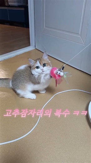 #고양이는귀여워 #벌받는밍키