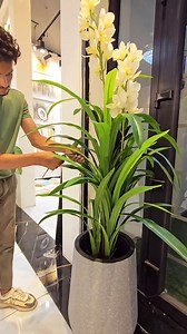 11K views · 115 reactions | Bring the beauty of nature indoors with the stunning collection of artificial Plants. Add a touch of elegance to any space, these Plants are the ultimate decor statement. Whether you’re drawn to the soft blush of pink, the purity of white, the warmth of yellow, or the timeless green, we have the perfect piece to complement any space. No watering, no maintenance—just pure, lasting beauty. | Interior Xpressions | Facebook