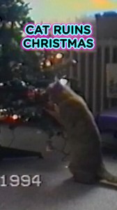 Meowy Christmas! 🤭🎄🐈 #afv #christmas #cats | AFV Classics