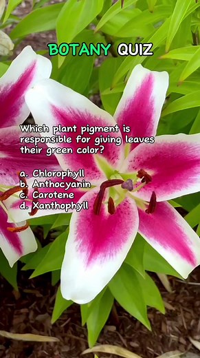 9.4K views · 377 reactions | Botany Quiz | Join the Green Adventure: Explore Botany with Us!  | #botany #plants #flowers #education #study #school #learningisfun #quiz #quiztime #quizchallenge #quizbee | Quiz Buddy | Facebook