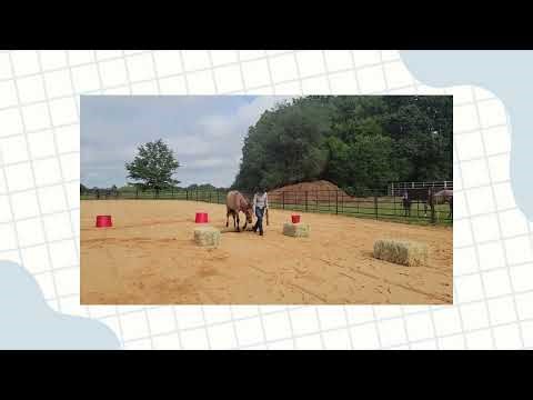 Avery Jacobs - Young Horse Development Program 2025 - In Hand Trail Video