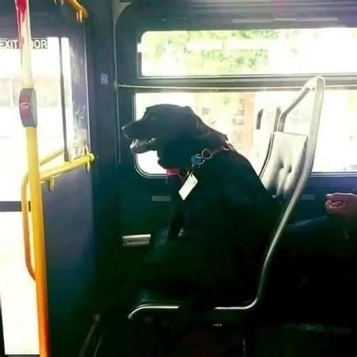 This is Eclipse. Every day she leaves her house, by herself, and takes the bus downtown to the dog park where she spends a couple of hours getting exercise and making friends, and then she takes ... | Animals