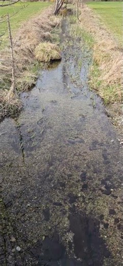 Bachforelle in einem kleinen Bach