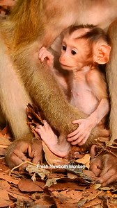 MG MG baby monkey angry mom, Baby not want milk, She want to walk right now, DSCN3010 | Fresh Newborn Monkey