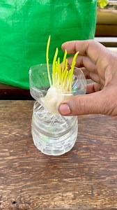 449K views · 2.7K reactions | Garlic grow tips using vermicompost soil #garlic #plants #nature #flowers #plantsofinstagram #garden #plant #gardening | Rezia Gardening | Facebook