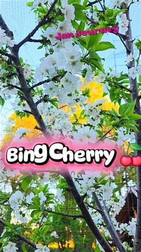 Bing Cherry 🍒 #garden #backyard #cherry #เชอร์รี่ #สวนที่บ้าน