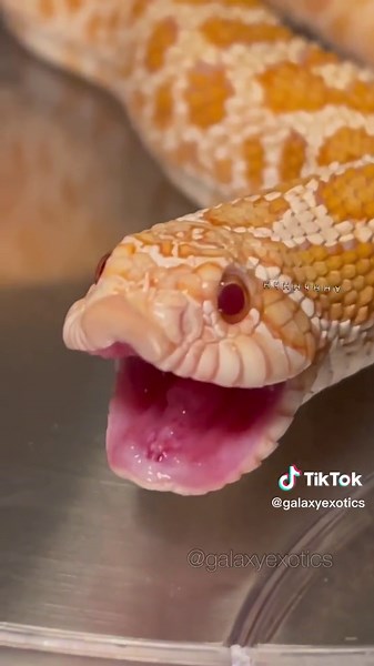 Beginner Snake Species: Hognose, Boa, & More