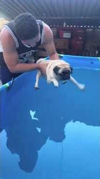 Dogs' FUNNIEST Reactions 😂🐶 | Try Not to Laugh! #shorts #dogshorts