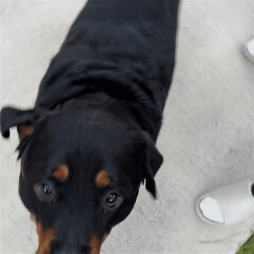 Bark Shield™ (Free Today)