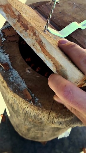 Beekeeper Calmly Deals with Wasp Honey | Satisfying TikTok Video