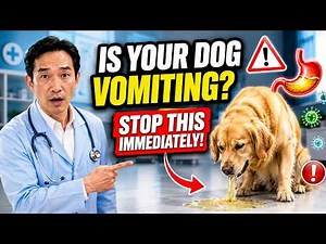 🐶Dog Vomiting Frequently? Here's What's Actually Happening