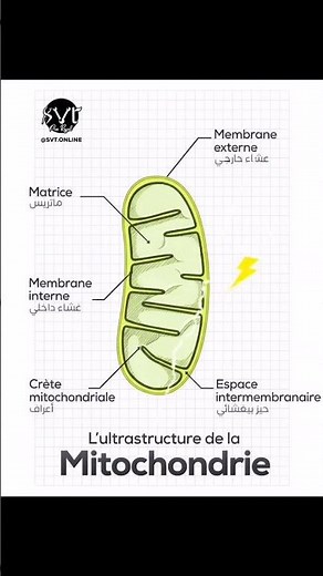 L'Ultrastructure de la Mitochondrie : Schéma Détaillé, Composition et Rôle | SVT