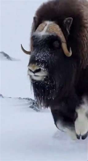 The Musk Ox Charges Through the Snow Without Slowing