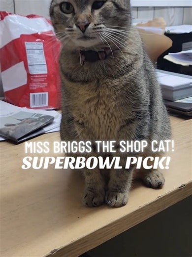 Miss Briggs The Shop Cat's Super Bowl 60 Prediction