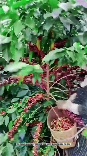 Inspirational Farming! Farmers Harvesting Ripe Coffee Beans #AgriculturalInnovation