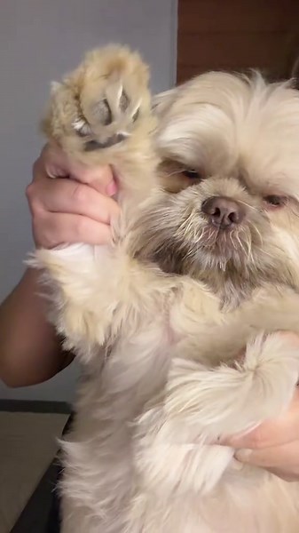 Dopey & Mamita 🐻 (@_dopey)’s videos with som original - KS SHEIK