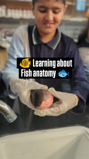Nordic International School on Instagram: "Year 4 explores Fish Anatomy in their IPC lesson: Land, Sea and Sky. The practical session proved to be both fun and educational. #ipc #admissionsopen #nordicinternationalschool #innovation"