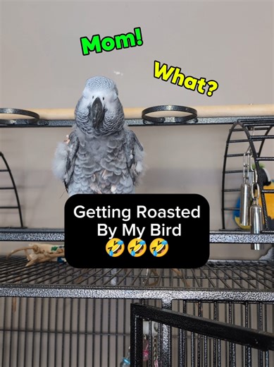 #funny #cute #birds #animal #pet | birds