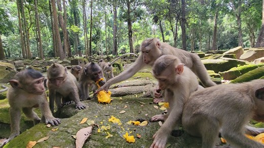 🔴Very Excited Monkey Kids and Feels Eagerly While Waiting Sharing Mangoes | Kids is Hungry🌿💖💗 | Your Monkeys