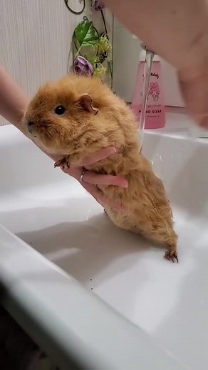 Take a bath🛁#guineapigs