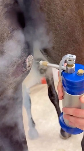 Why Vets Freeze Horse Tumors #goodtoknow #vet #medicine #funny #lifehacks #educational #learn #hacks