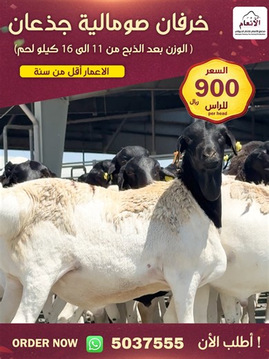 خرفان صومالية جذعان مصنع الأنعام للإنتاج الحيواني للمزيد من التفاصيل التواصل على 50375555 #خرفان_صومالية #جذعان_صومالي #حلال_الصومال #غنم_صومالي #somali #lamb #meat #foodie #barbecue #steak #food #somali #livestock #qatar