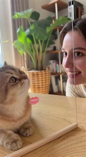 Cute Explosion: A Tiny Jump That Made My Day #animalshorts #cat #catlife