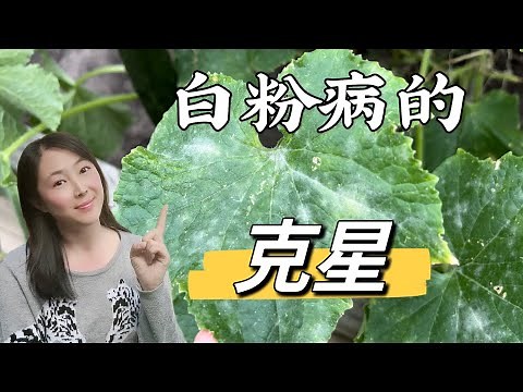 【Garden 89】How to treat and prevent powdery mildew 防治白粉病的最有效方法