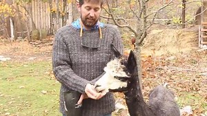 Are you in need of several alpacas? You can buy this herd for $250. (Could be a great holiday gift.) | Ottawa Citizen