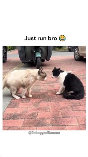 Just run bro 😂#catdrama #angrycat