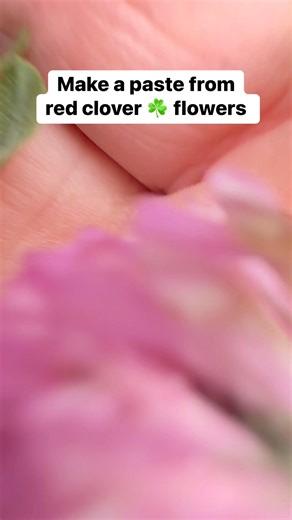 569K views · 10K reactions | Make a paste from red clover ☘️flowers (Trifolium pratense) #survival #forage #garden #herbalremedies #100WildThings | Prepper Kiwi | Facebook