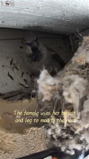 The female uses her breast and leg to modify the nest #birdswatchingword #naturelovers #fypageシ