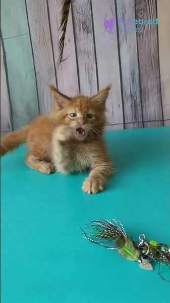 Meet Zenith: Red Maine Coon Kitten 🧡 Affectionate & Playful Gentle Giant! #MaineCoon