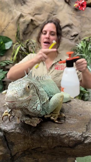 186K views · 3.5K reactions | Giant Iguana gets a much needed shower朗 . . . #beautiful #green #iguana #jolly #happy #fun #wildlife #fbpost #animals #animallovers #life #fun #wild #AmaZing #video #moment #facebook #fb #post #cute #feed #hungry #food #funny #feeding #cool #animal #banana | The Reptile Zoo | Facebook