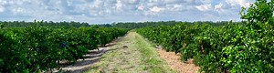 Oak tree mulch study to help suppress citrus disease - UF/IFAS Indian River Research and Education Center