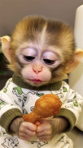 51K views · 1.4K reactions | Cutest Baby Monkey Eating Fried Chicken – So Adorable!  . . . #BabyMonkey #CuteAnimals #FriedChicken #MonkeyEating #FunnyMonkey #AnimalLovers #CutePets #AdorableMoments | Monkey vdo | Facebook