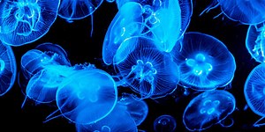 Can You Name These Transparent Animals?