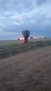 109K views · 7.8K reactions | Gorgeous Elephant at Sunset, Maasai Mara ❤️ #elephant #sunset #africa | Wildest Kruger Sightings | Facebook